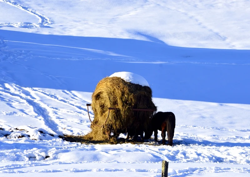 37320 Natur - Winter Puzzle