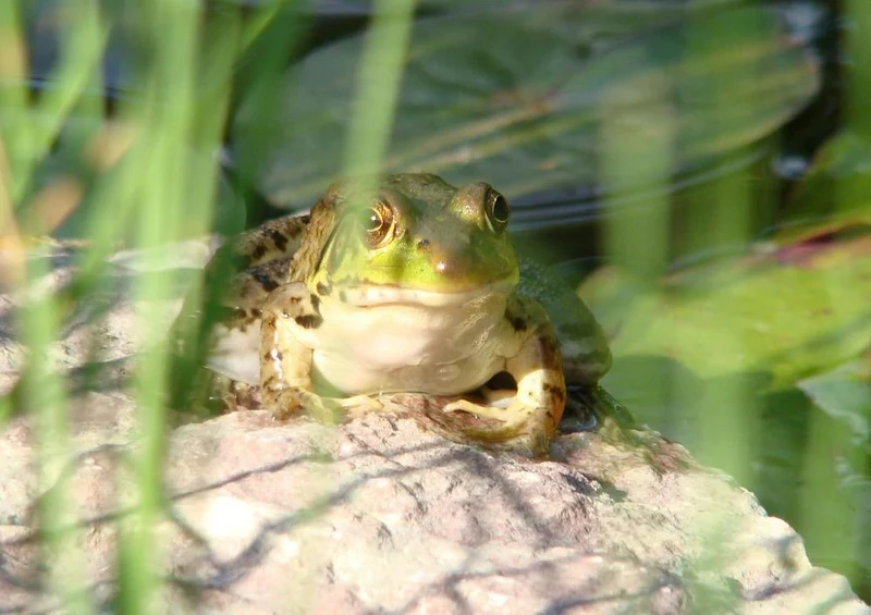 17859 Tierwelt - Frosch am See Puzzle