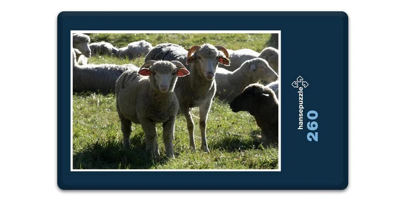 17864 Tierwelt - Schafe auf Weide Puzzle