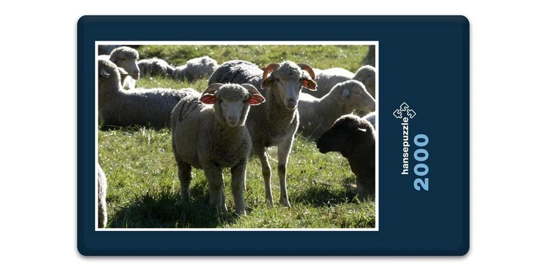 17864 Tierwelt - Schafe auf Weide Puzzle