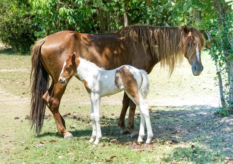 17866 Tierwelt - Pferd und Fohlen Puzzle