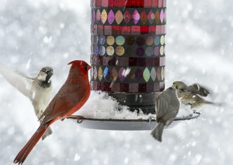 42741 Tierwelt - Winter Puzzle