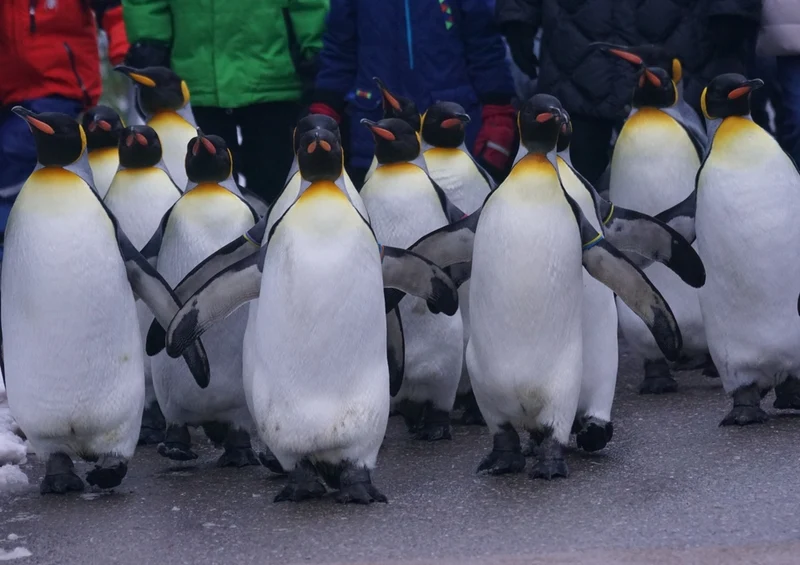 42730 Tierwelt - Pinguine Puzzle
