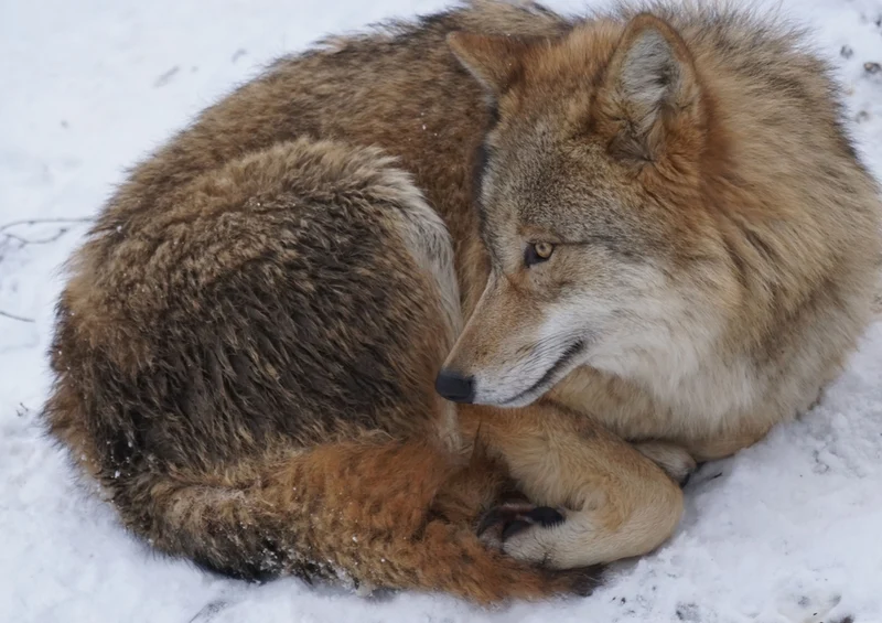 42725 Tierwelt - Fuchs Puzzle