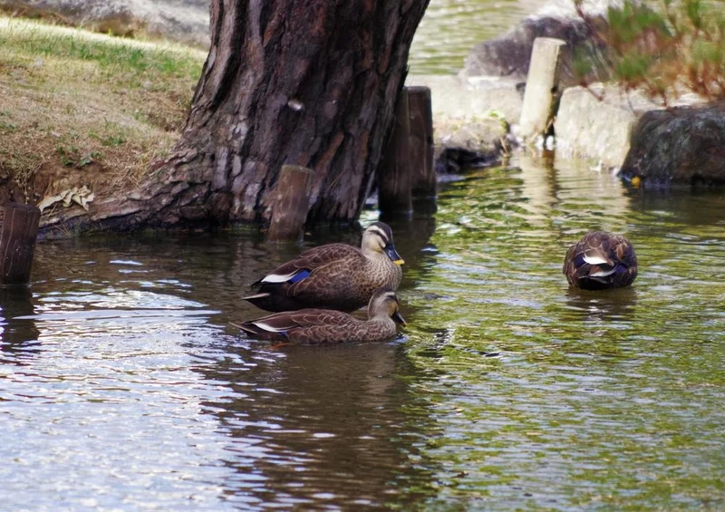 25087 Natur - Enten im Teich Puzzle