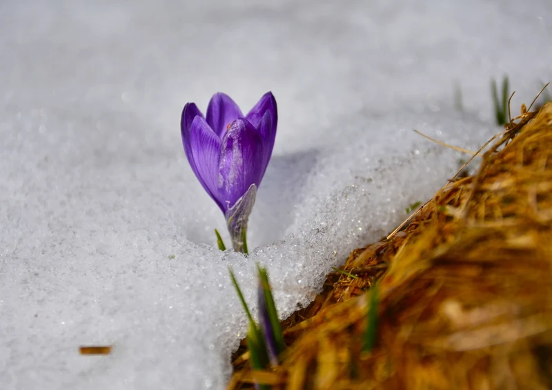 37250 Natur - Krokus Puzzle