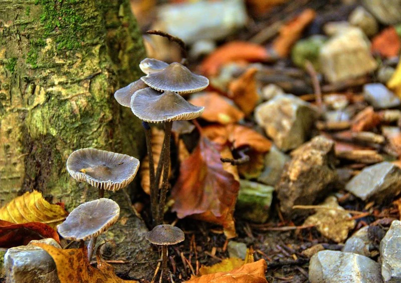 18018 Natur - Stein-Pilze Puzzle