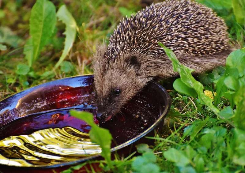 20358 Tierwelt - Igel Puzzle