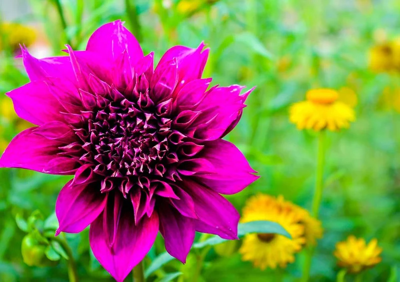 20353 Natur - Blume Puzzle