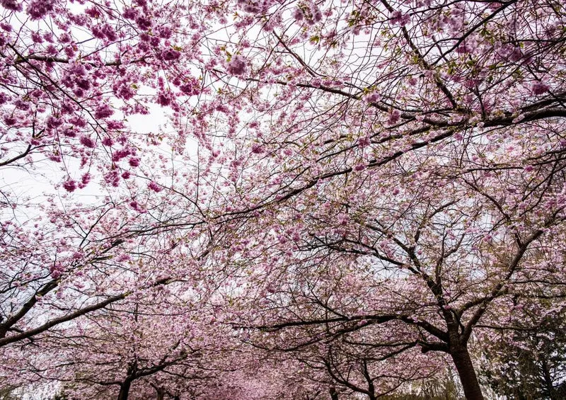 24767 Natur - Kirschblüte Puzzle