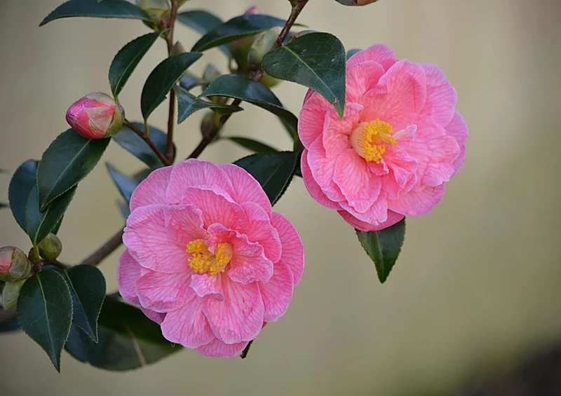 17977 Natur - Rosa Blüte Puzzle