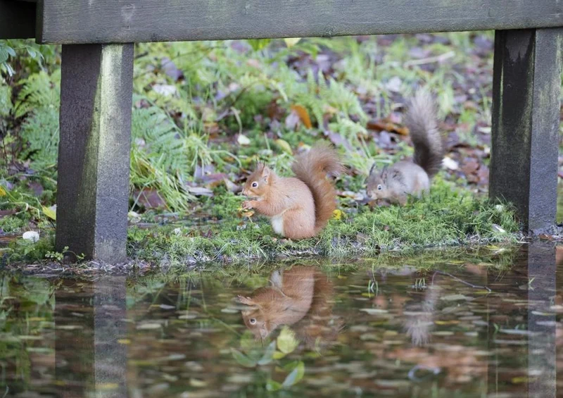 23550 Tierwelt - Nager am Fluss Puzzle