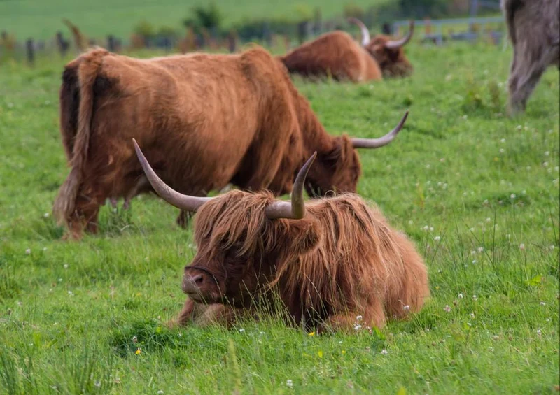 24257 Natur - Highland-Rind in Schottland Puzzle