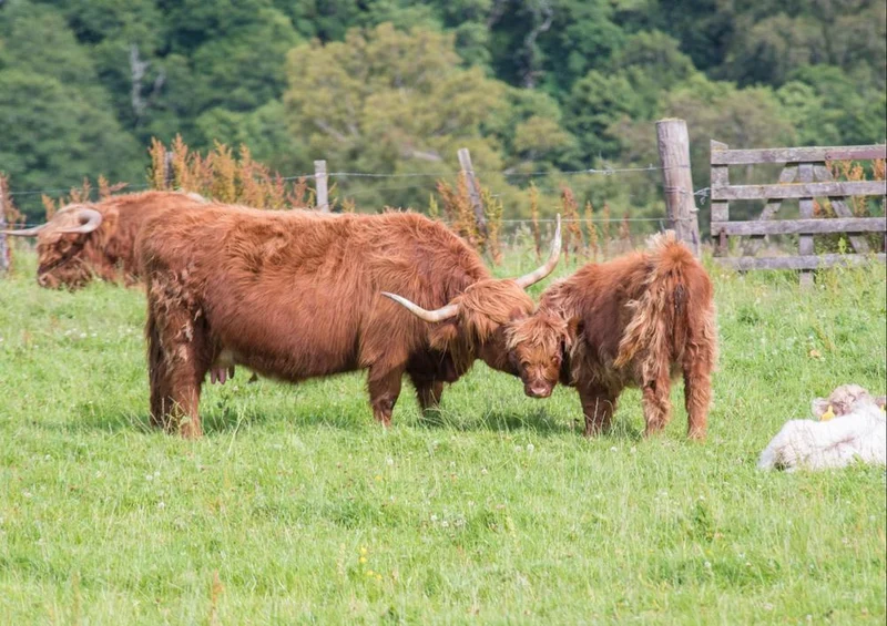 23545 Tierwelt - Highland-Rind Puzzle