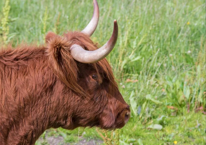 24252 Tierwelt - Highland-Rind in Schottland Puzzle