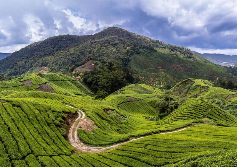 24242 Natur - Tee-Anbau in Malaysia Puzzle