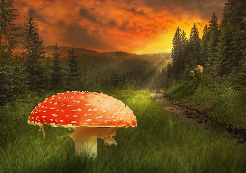 18028 Natur - Pilz im Licht Puzzle