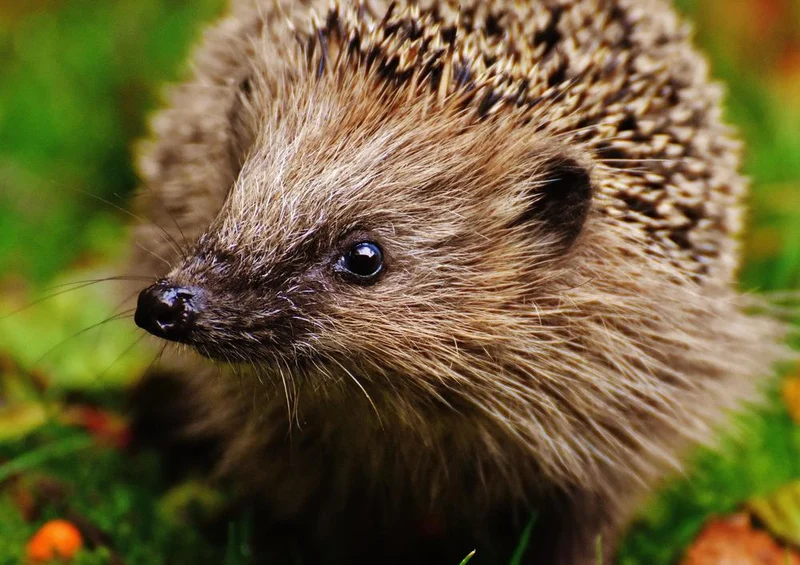 20343 Tierwelt - Igel Puzzle