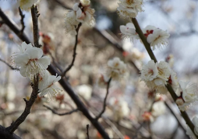 17984 Natur - Blüte am Baum Puzzle