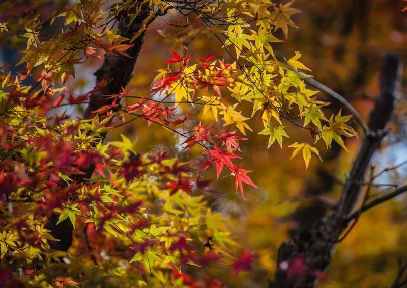 17985 Natur - Ahorn in Japan Puzzle