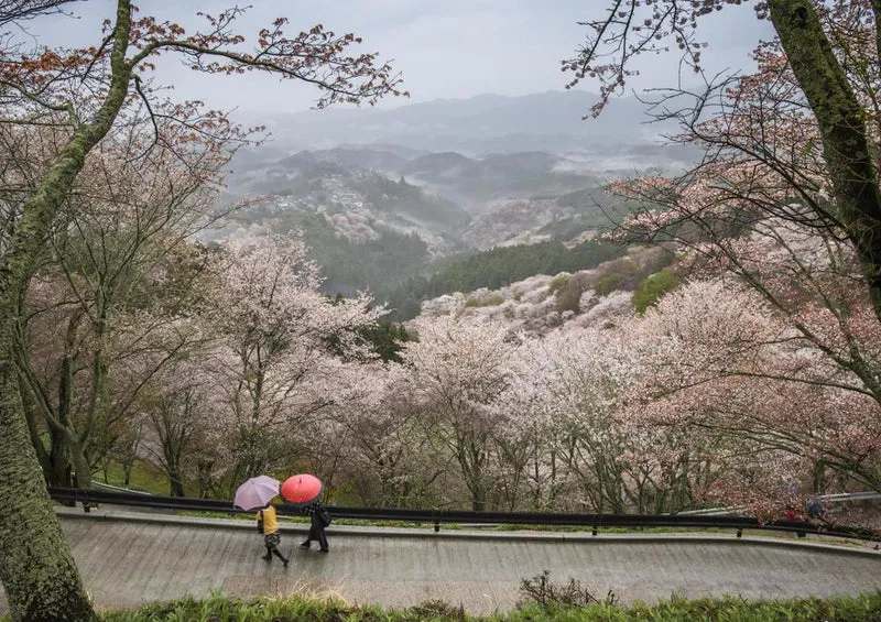 17986 Natur - Kirschblüte in Japan Puzzle