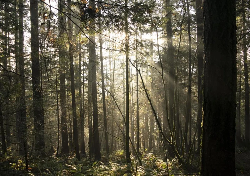 24237 Natur - Sonne im Wald Puzzle