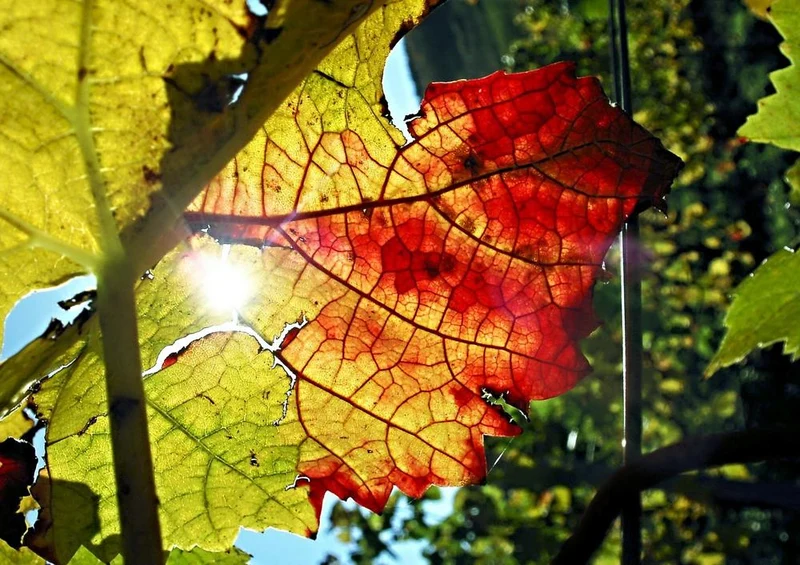22789 Natur - Weinbergblatt Puzzle