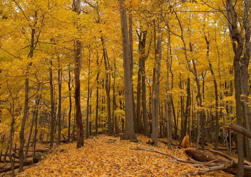 22784 Natur - Herbst-Laub Puzzle