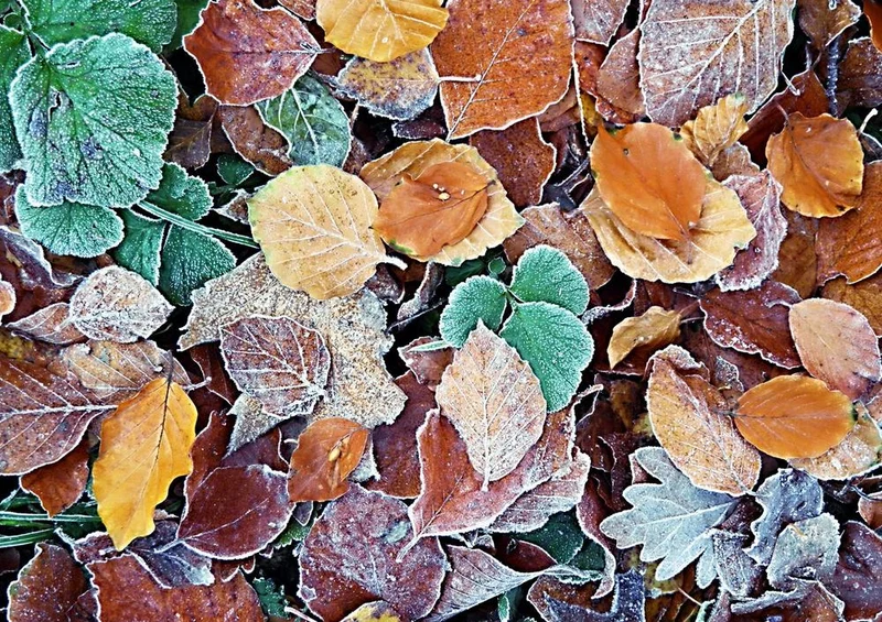 22779 Natur - Herbst-Laub Puzzle