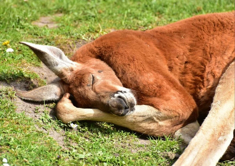 18629 Tierwelt - Känguru Puzzle
