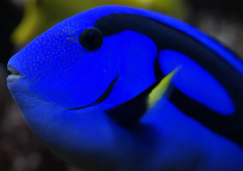 22744 Tierwelt - Doktorfisch Puzzle