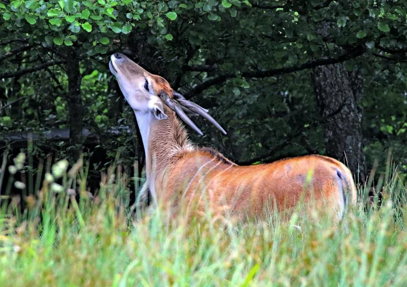 22331 Tierwelt - Antilope Puzzle