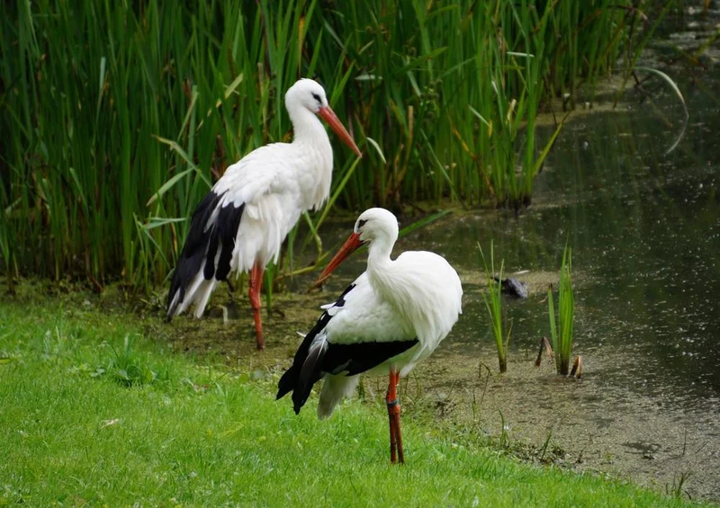 22715 Tierwelt - Storch am See Puzzle