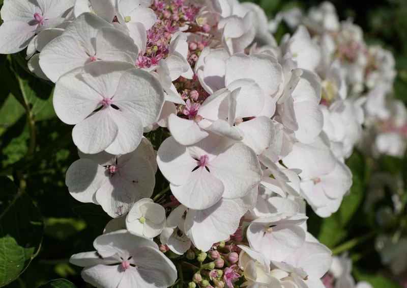 22710 Natur - Frühlings-Blüte Puzzle