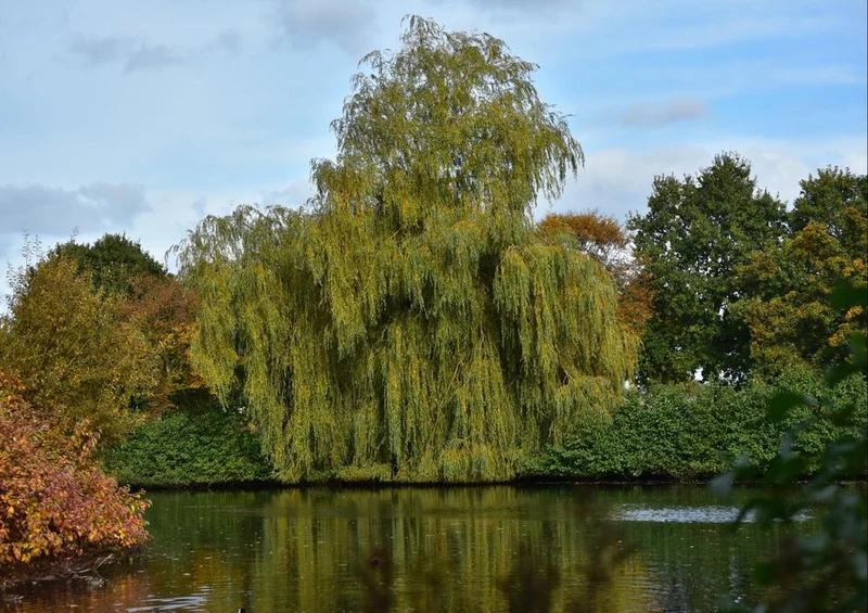 22705 Natur - Baum am Wasser Puzzle