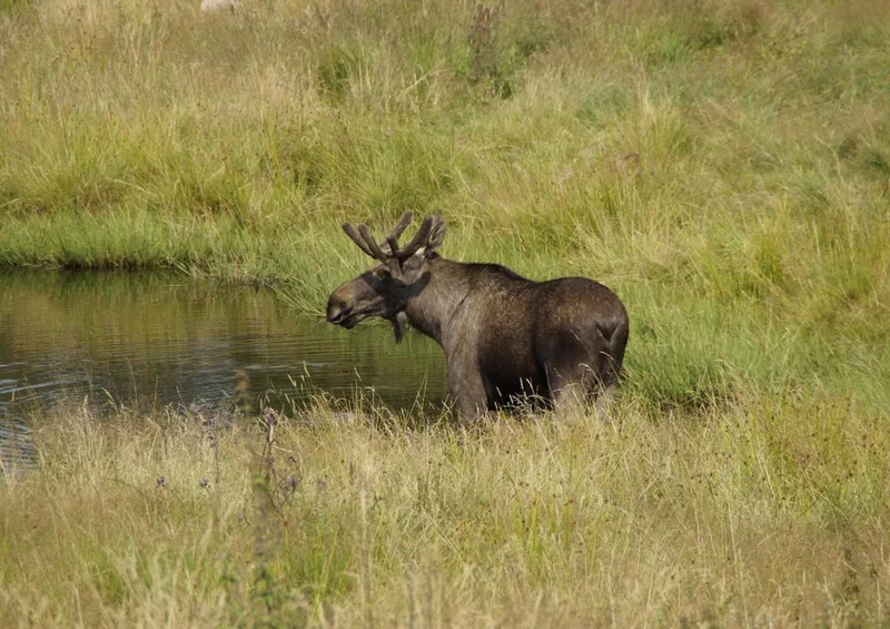 20253 Tierwelt - Elch in Wildnis Puzzle