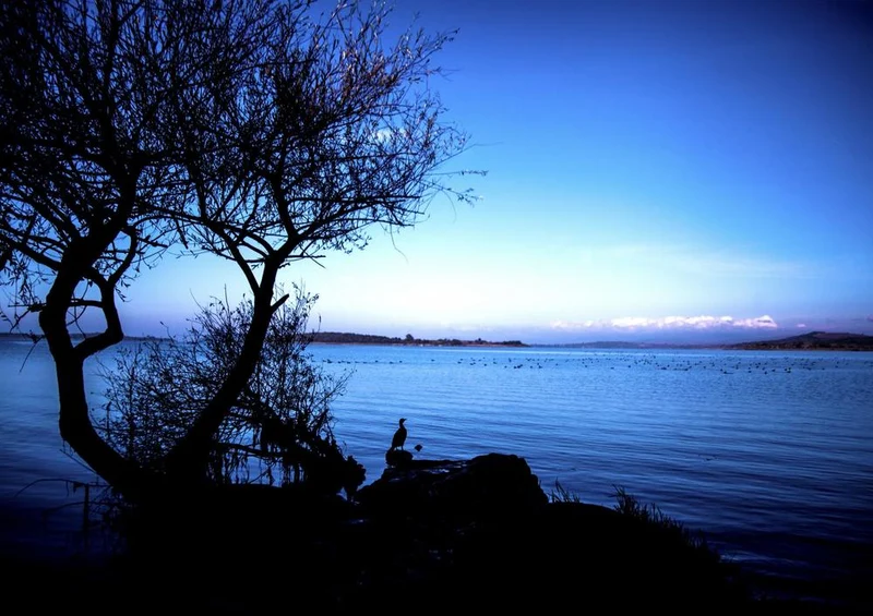 20248 Tierwelt - Abendstimmung Puzzle