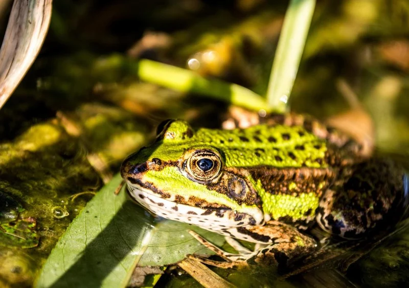 20243 Tierwelt - Grüner Frosch Puzzle