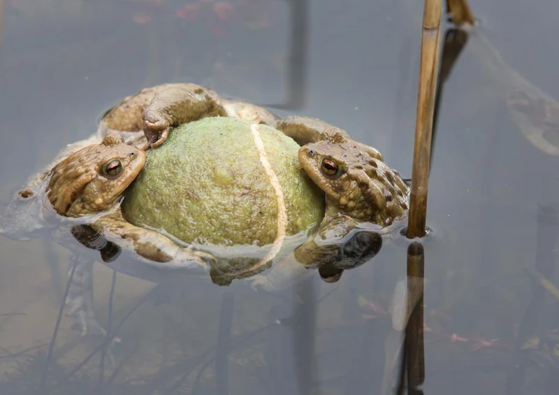 23073 Tierwelt - Tennisball mit Frosch Puzzle