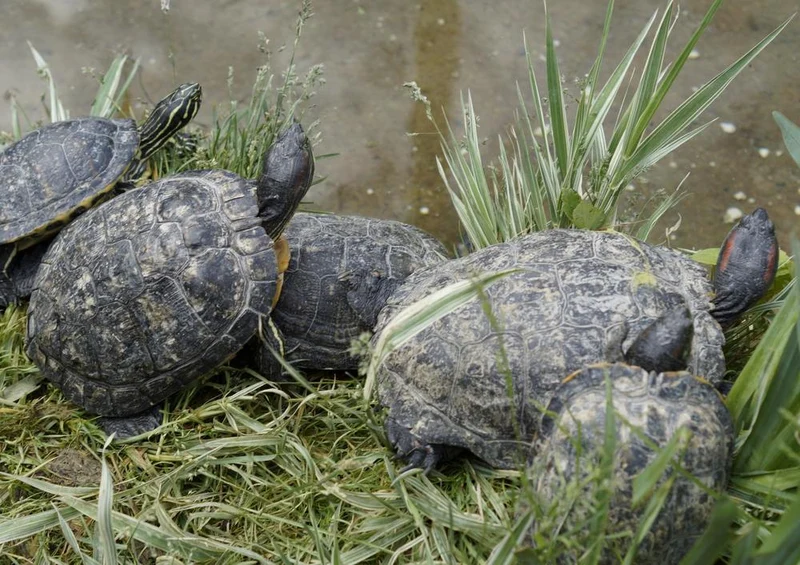 20238 Tierwelt - Schildkröte Puzzle