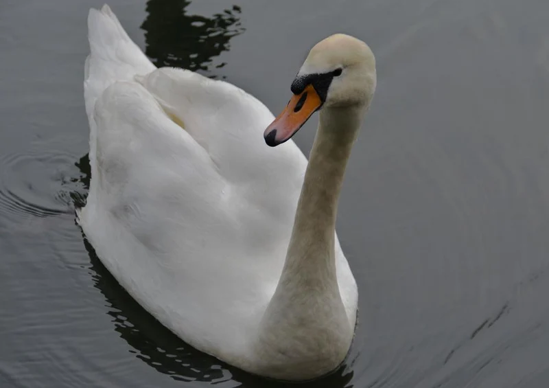 23068 Tierwelt - Schwan Puzzle