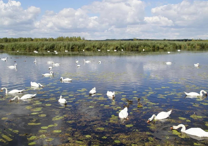 20233 Tierwelt - Schwanenteich Puzzle
