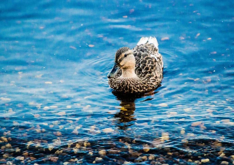 20228 Tierwelt - Ente Puzzle