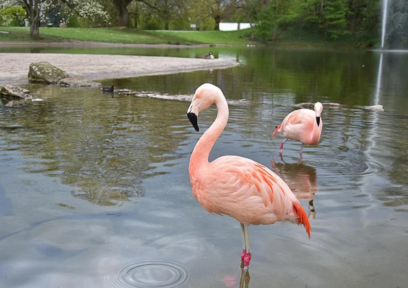 20223 Tierwelt - Flamingos Puzzle