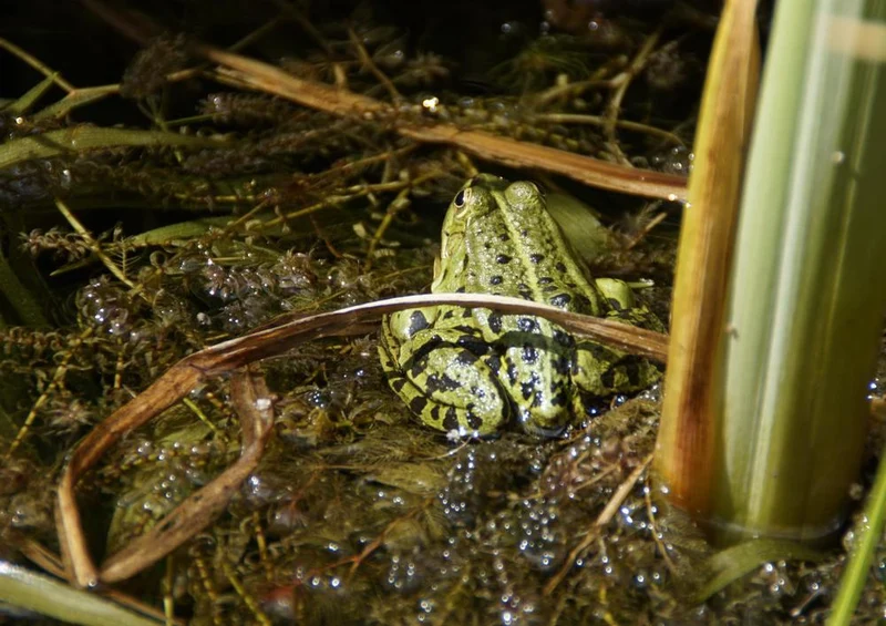 23063 Tierwelt - Frosch am See Puzzle