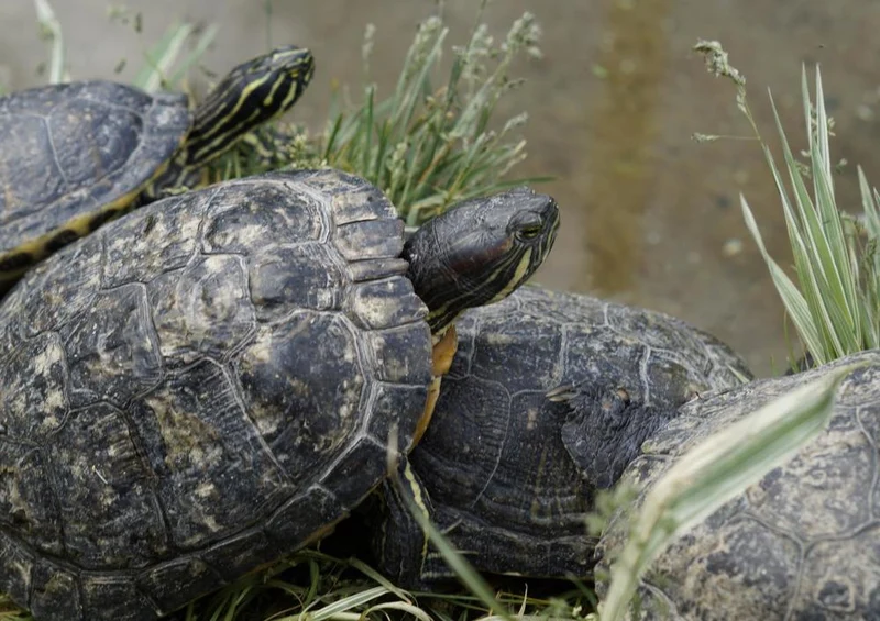 23053 Tierwelt - Schildkröte Puzzle