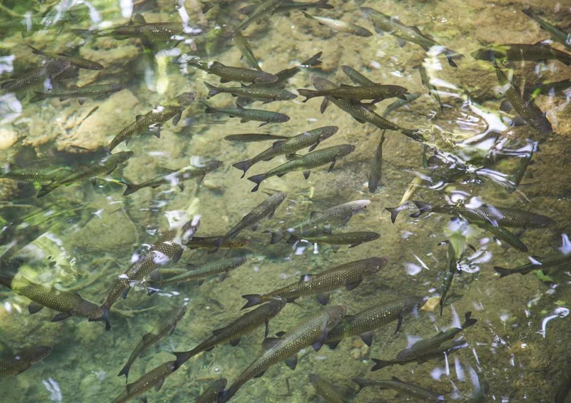 23043 Tierwelt - Fisch-Schwarm Puzzle
