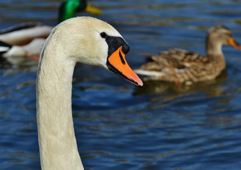 23028 Tierwelt - Enten im Blick Puzzle