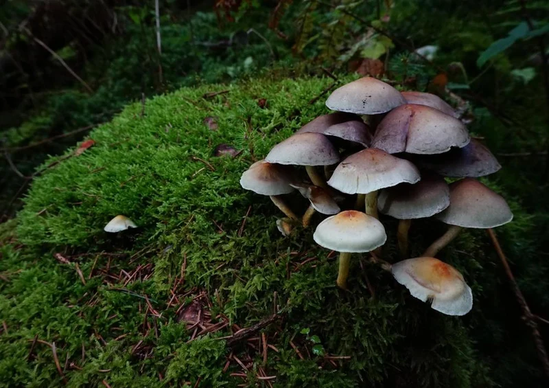 21966 Natur - Pilz-Köpfe Puzzle