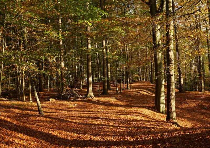 21851 Natur - Laub-Wald Puzzle